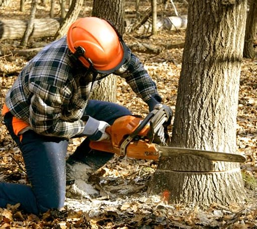 Tree Removal in Old Station, CA